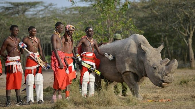 Sudan : dernier rhinocéros blanc du nord